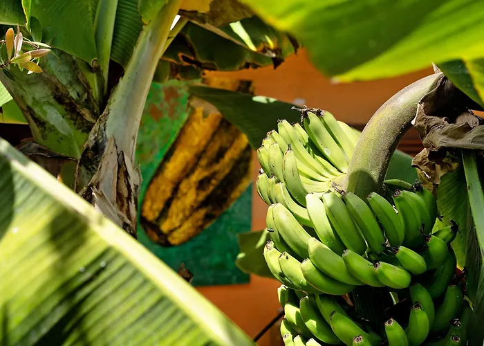 Casa de hóspedes Energy Garden Bajamar (La Laguna)